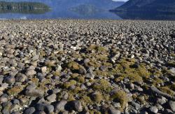 Centrolepis pallida, cushions on the rocky shores of Lake Hauroko.
 Image: K.A. Ford © Landcare Research 2013 